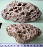 коралл
