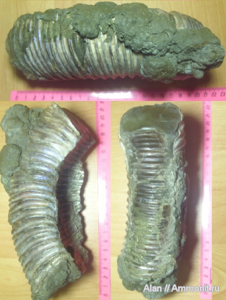 Аммонит (крупный фрагмент).