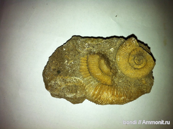 Dactylioceras