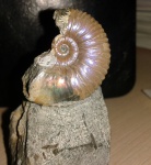 Acanthohoplites laticostatus
