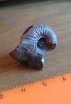 Acanthohoplites.