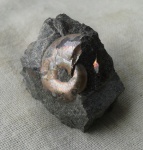 Phylloceratidae
