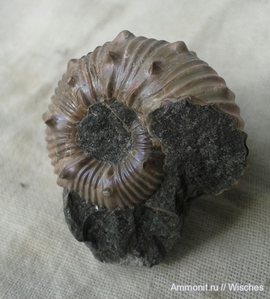 Parahoplitidae