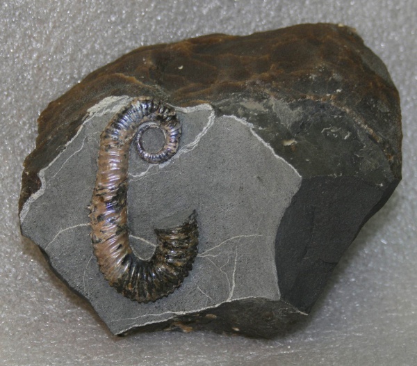 Toxoceratoides, Ancyloceratidae