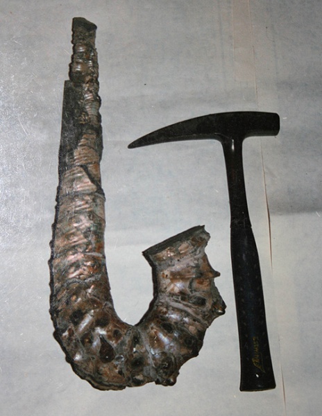 Lithancylus, Lithancylus russiensis, Ancyloceratidae
