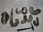 Разные Ancyloceratidae из конкреций с уровней A9,7 и А10.