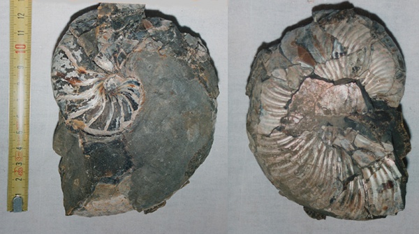 Cymatoceras