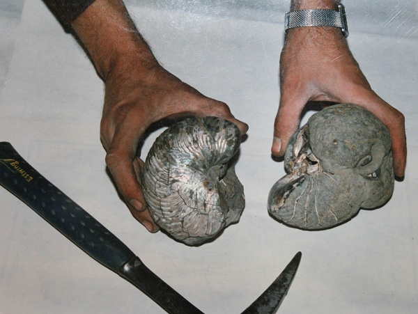 Cymatoceras