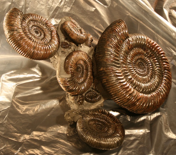 Speetoniceras, Hauterivian