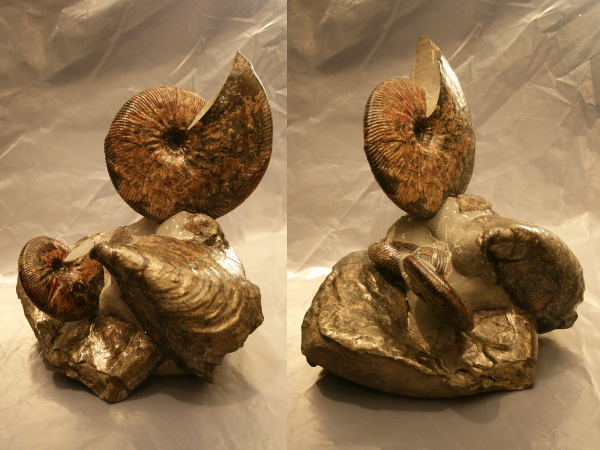 Craspedodiscus, Craspedodiscus discofalcatus, Inoceramus, Inoceramus aucella