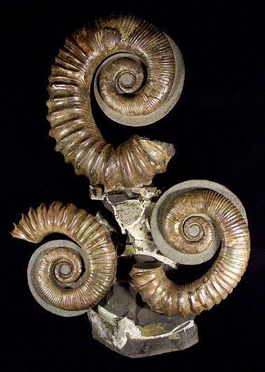 Proaustraliceras