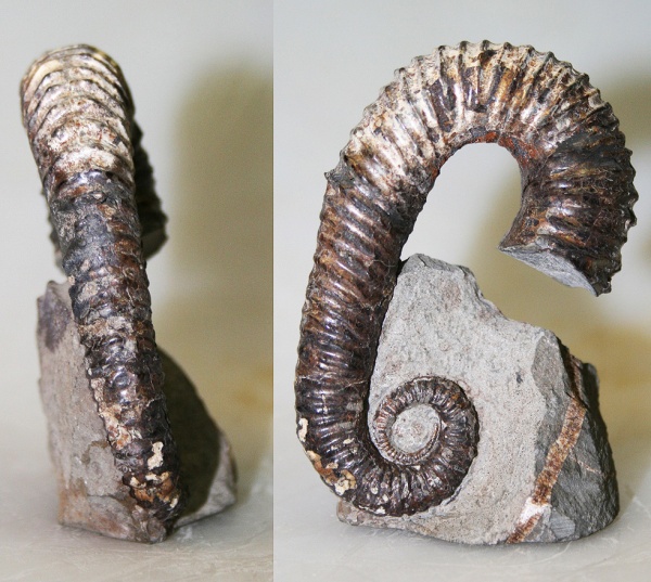 Toxoceratoides