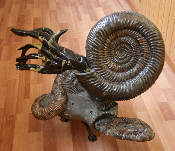 Speetoniceras, Hauterivian