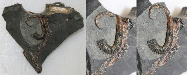 Ульяновск, Volgoceratoides, нижний апт