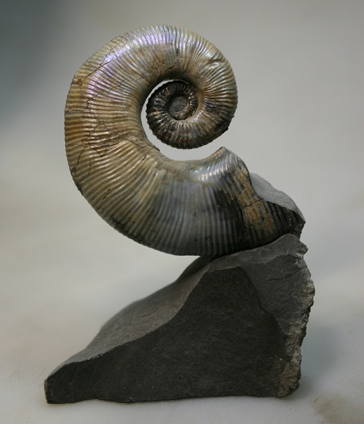 Ульяновск, прижизненные повреждения, Audouliceras, нижний апт, ammonoid sublethal injuries