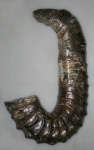Pseudoancyloceras новый род гетероморфных аммонитов.