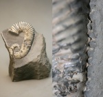 Toxoceratoides c шипиками.
