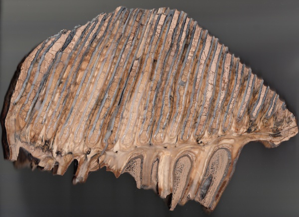 зубы, мамонты, Ульяновск, teeth
