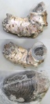 Аптих Ancyloceras.