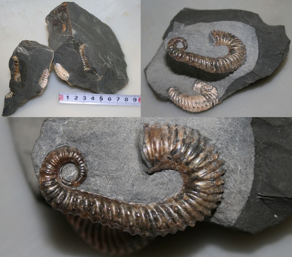 Ульяновск, Toxoceratoides, нижний аптский ярус