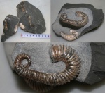 Toxoceratoides royerianus Orb.