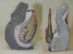 Травмированный Toxoceratoides.