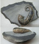 Toxoceratoides sp.