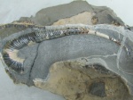 Раковина Tonohamites.