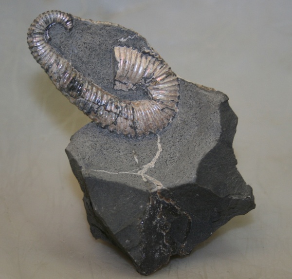 Ульяновск, Toxoceratoides, нижний аптский подъярус, уровень А12