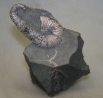Повреждённая раковина Toxoceratoides.