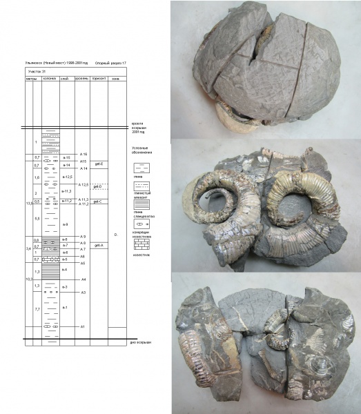 Ульяновск, Proaustraliceras, нижний аптский подъярус