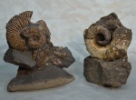 Спираль Ancyloceras sp. в группе с Deshayesites и Toxoceratoides.