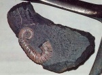 Целая раковина Toxoceratoides.