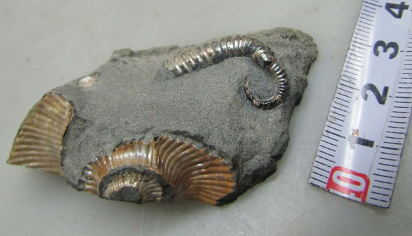 Ульяновск, Toxoceratoides, прижизненные повреждения, ammonoid sublethal injuries, нижний аптский подъярус