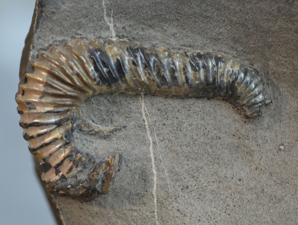 Ульяновск, Toxoceratoides, нижний аптский подъярус