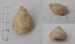 Dielasma