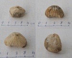 Uncinunellina wangenheimi
