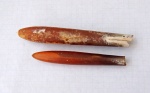 Белемнителла