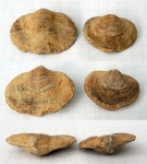 Bajtugania