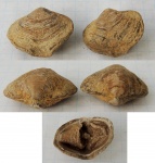 Bajtugania