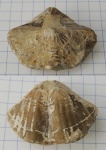 Licharewia