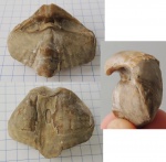 Licharewia