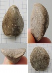 Dielasma