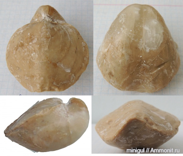 брахиоподы, Шиханы, Spiriferida, нижняя пермь, Martinia, Martiniidae