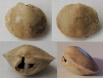 Orthotichia