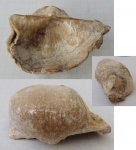 Chaoiella