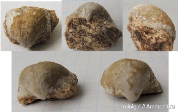 брахиоподы, продуктиды, Krotovia, Шиханы, Productida, нижняя пермь, Krotovia tuberculata