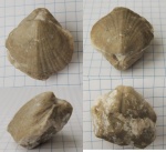 Purdonella nikitini