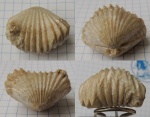 Septacamera