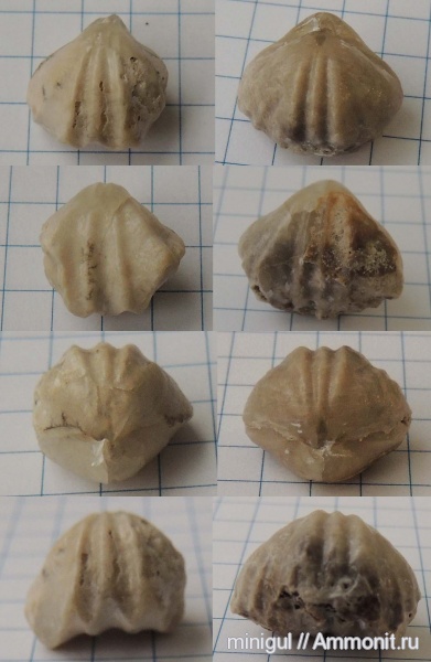 брахиоподы, нижняя пермь, Rhynchonellida, Pugnax, Шахтау